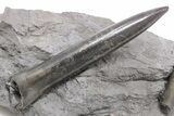 Two Jurassic Belemnite (Passaloteuthis) Fossils - Germany #199251-2
